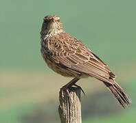 Agulhas Long-billed Lark