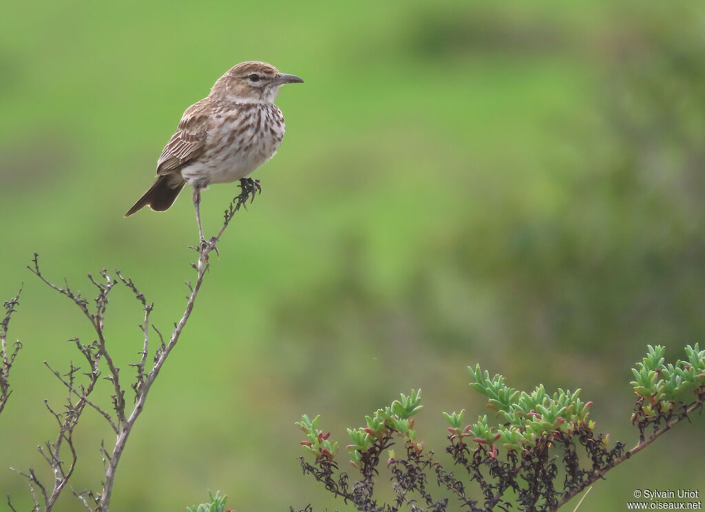 Karoo Larkadult