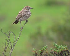 Karoo Lark