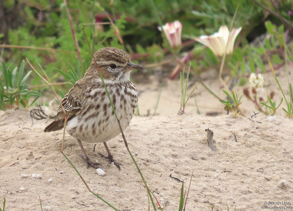 Karoo Larkadult