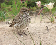 Karoo Lark