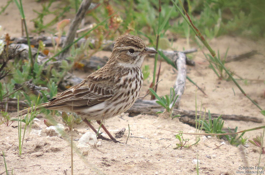 Karoo Larkadult