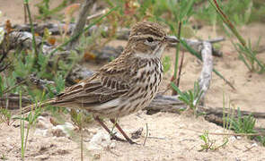 Karoo Lark