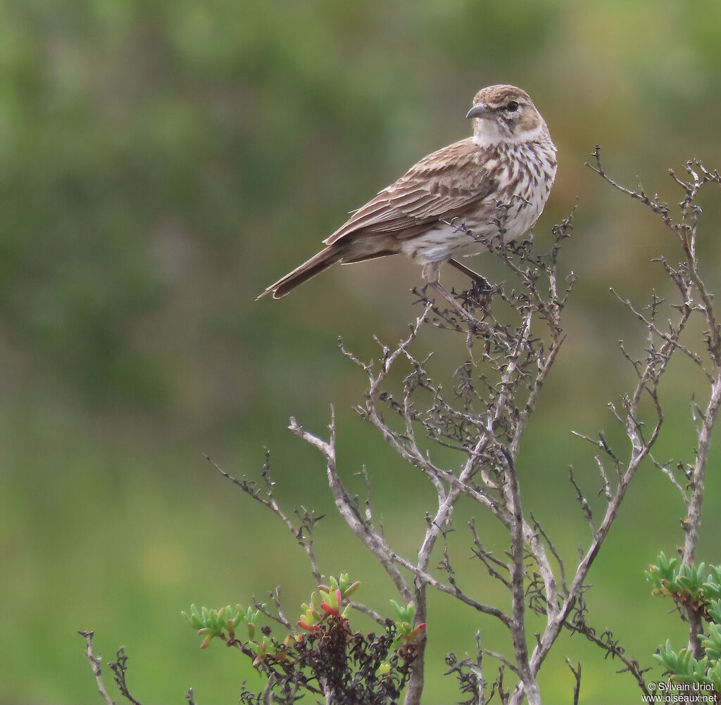 Karoo Larkadult