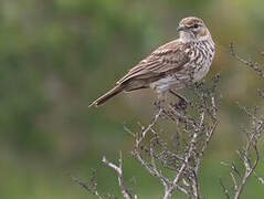 Karoo Lark