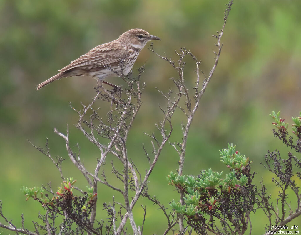 Karoo Larkadult