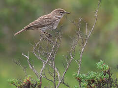 Karoo Lark