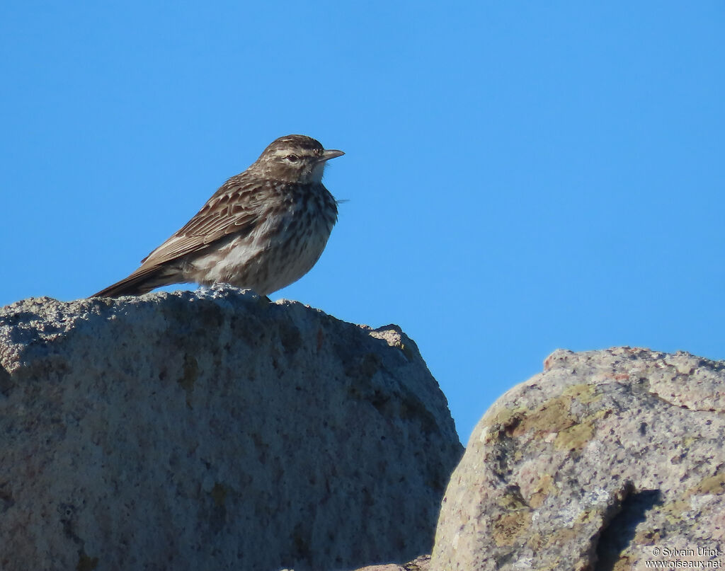 Alouette du Karrooadulte