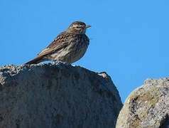 Karoo Lark