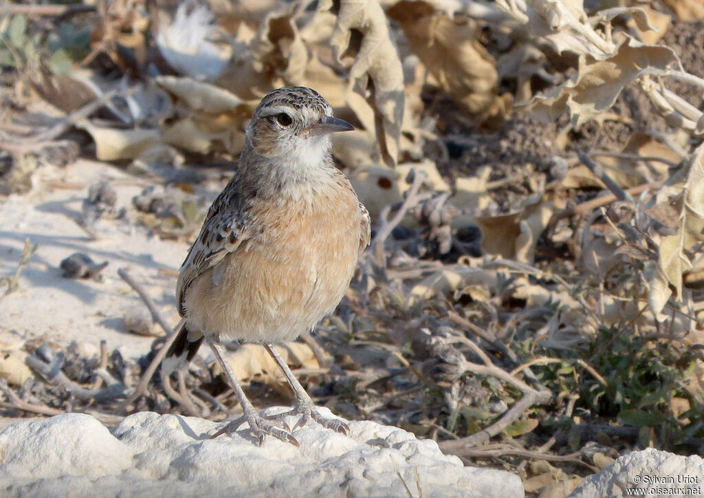 Spike-heeled Lark