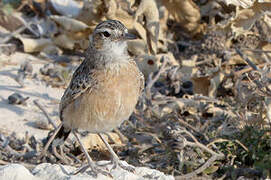 Spike-heeled Lark