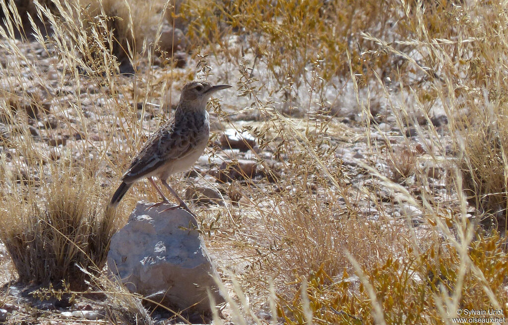 Spike-heeled Lark