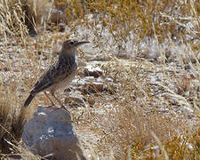 Spike-heeled Lark