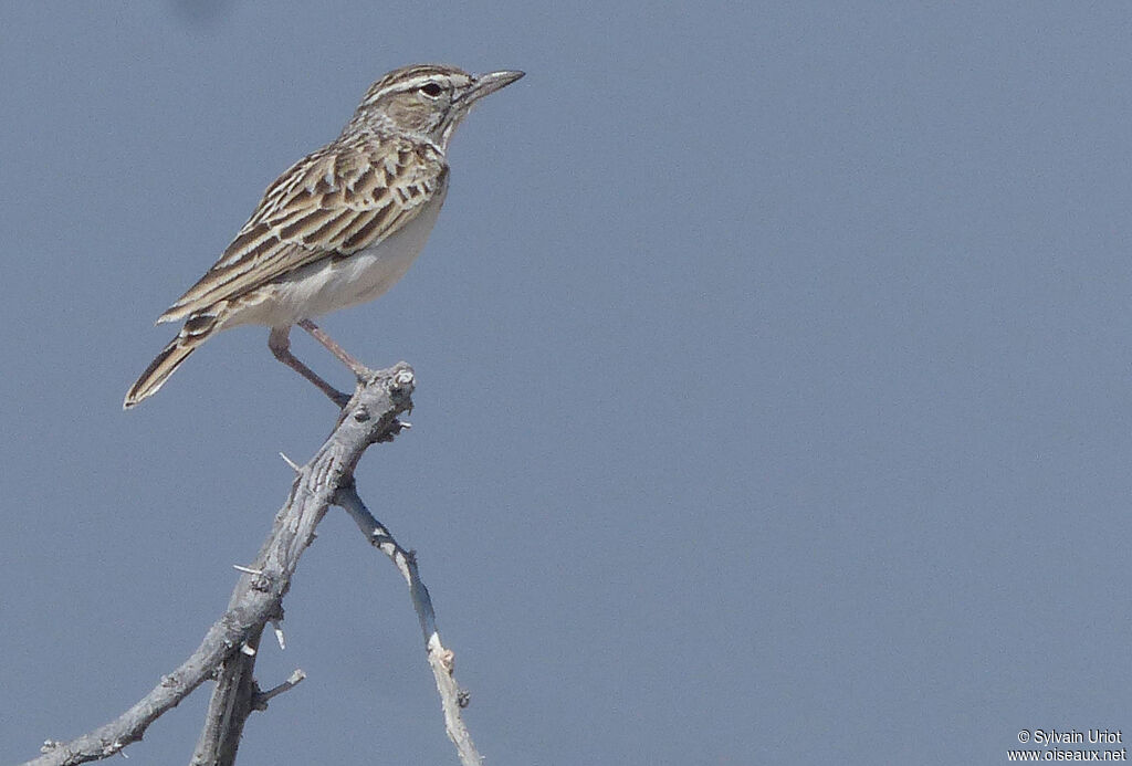 Sabota Lark