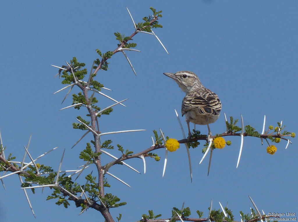 Sabota Lark