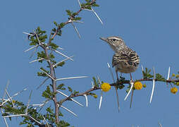 Sabota Lark