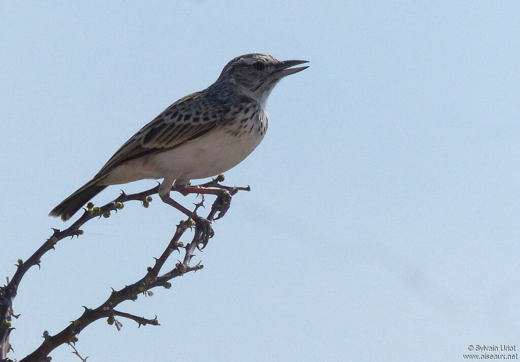 Sabota Larkadult