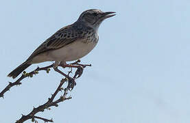 Sabota Lark