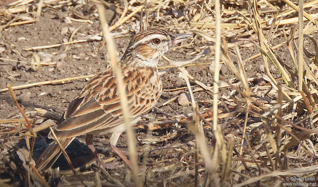 Sabota Larkadult