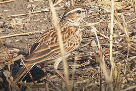 Sabota Lark