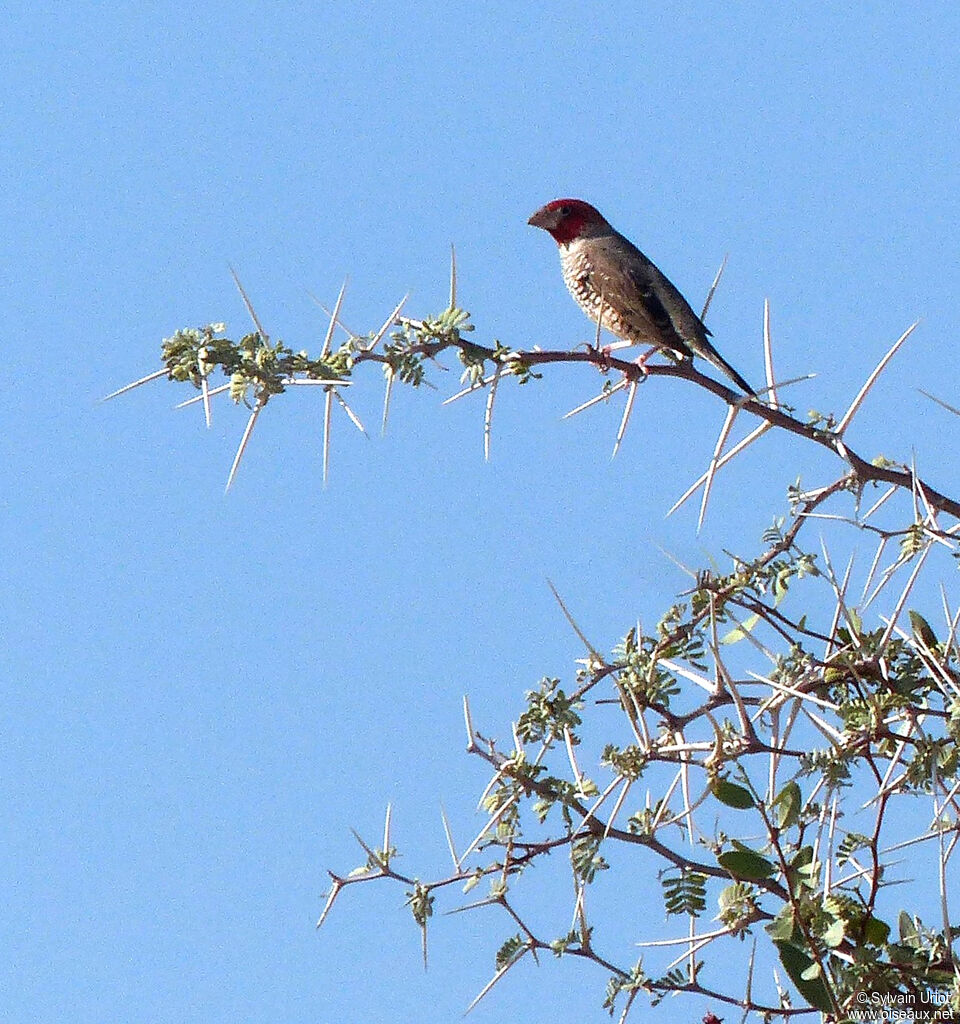 Amadine à tête rouge mâle adulte