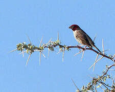 Red-headed Finch