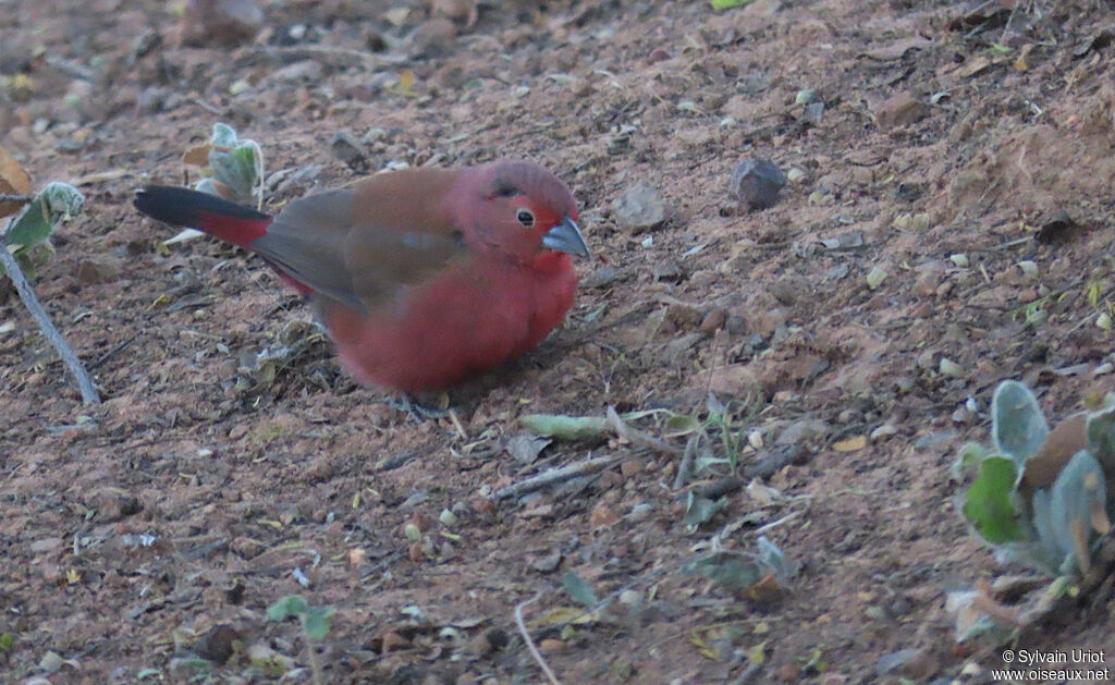 Jameson's Firefinch male adult