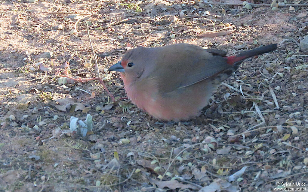 Jameson's Firefinch female adult