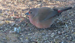 Jameson's Firefinch