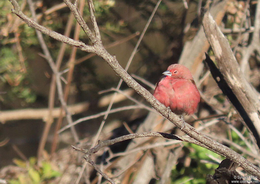 Jameson's Firefinch male adult