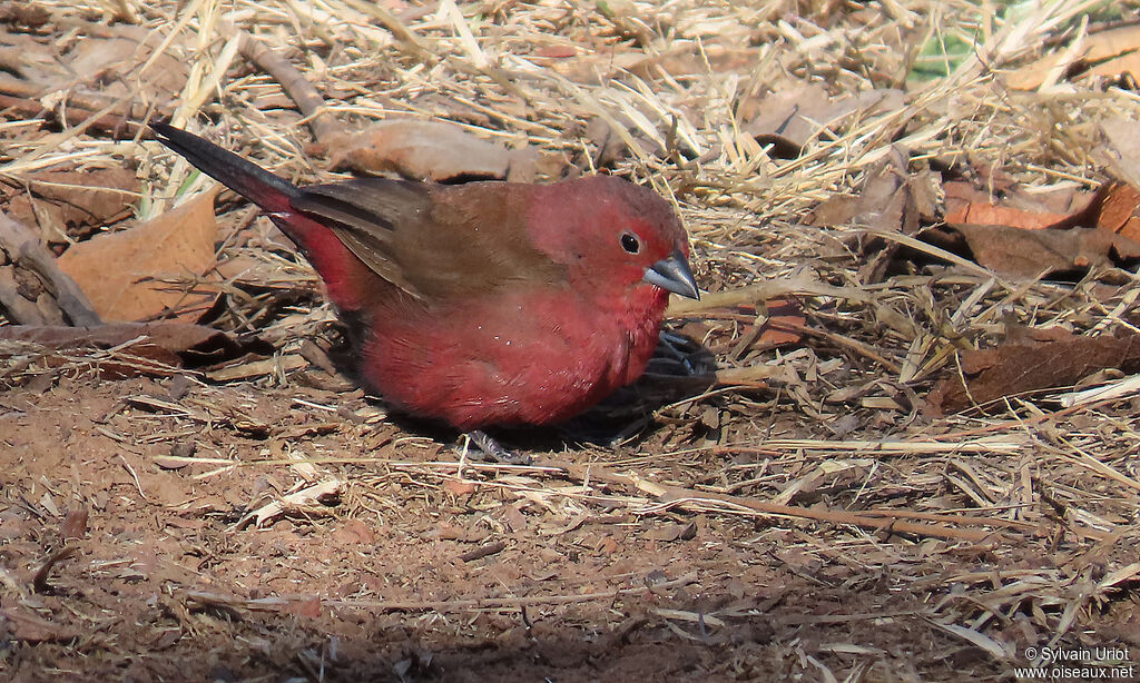 Jameson's Firefinch male adult