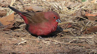 Jameson's Firefinch