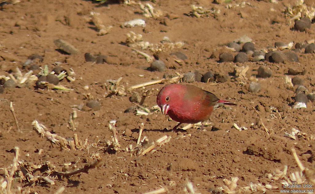 Red-billed Firefinch male adult