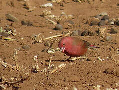 Red-billed Firefinch