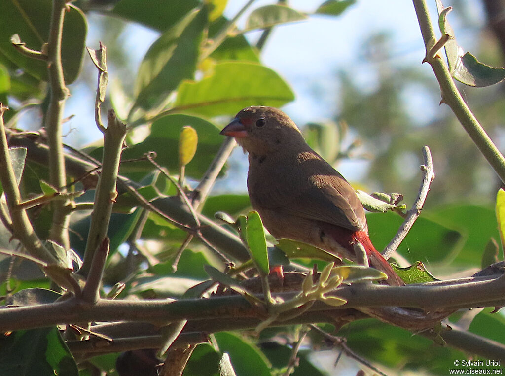 Red-billed Firefinch female adult