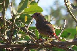 Red-billed Firefinch