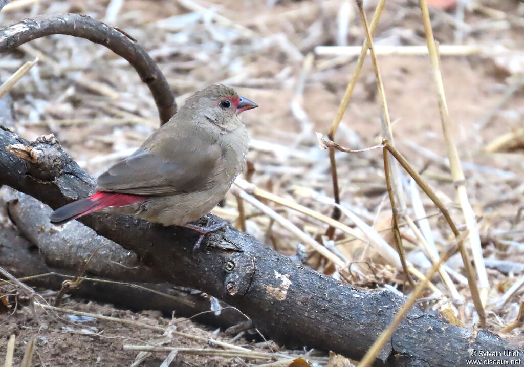 Red-billed Firefinch female adult