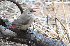 Red-billed Firefinch