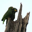 Amazone aourou