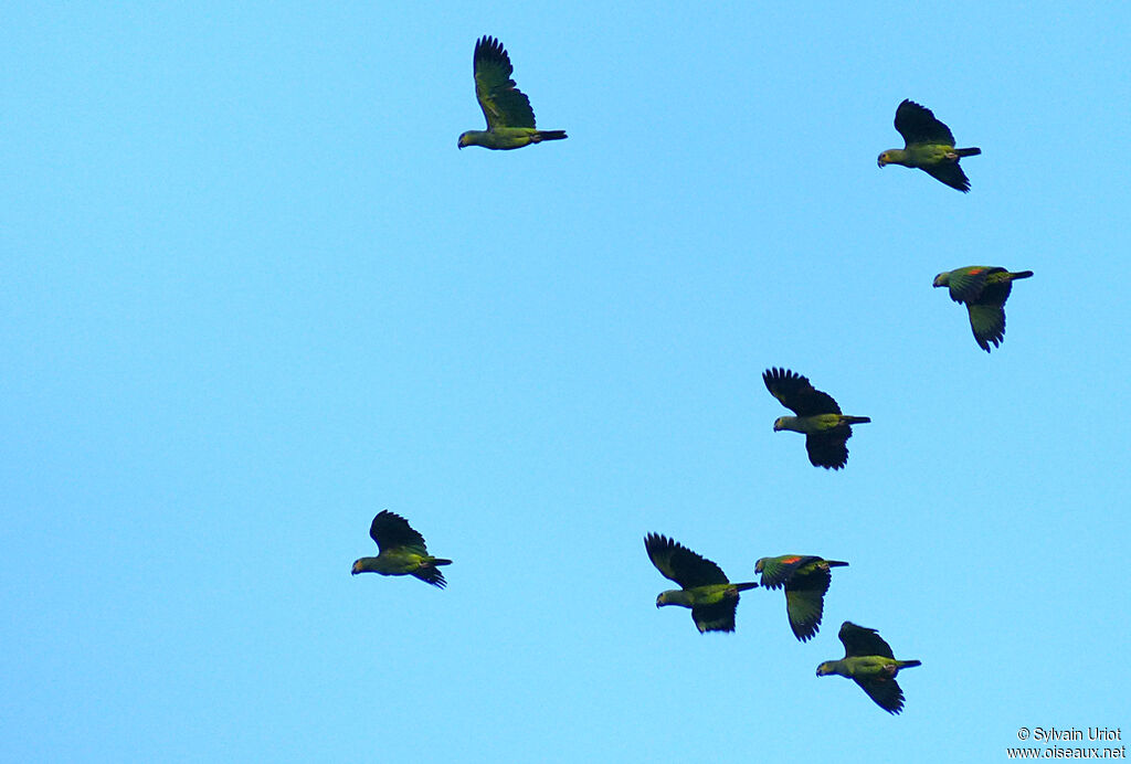 Orange-winged Amazon