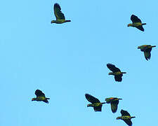 Orange-winged Amazon