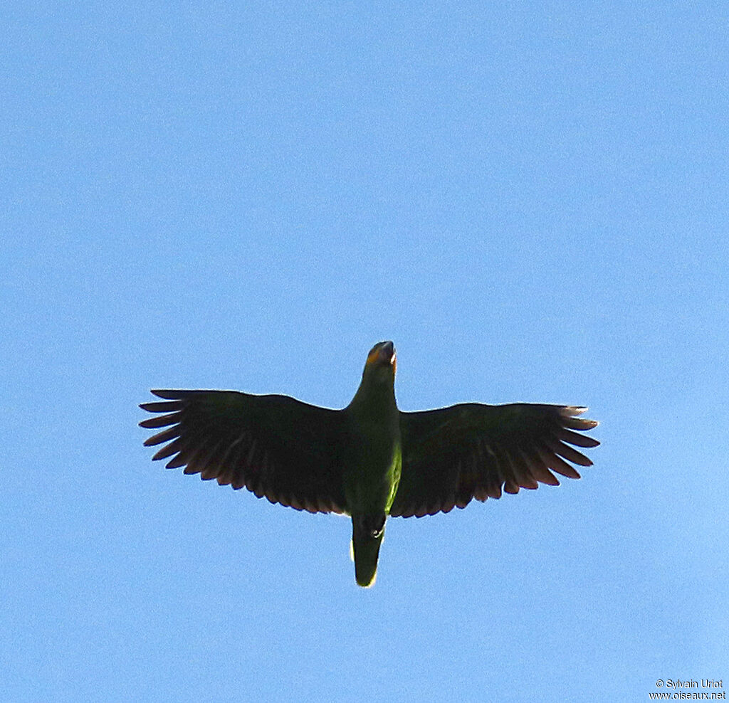 Orange-winged Amazonadult