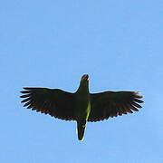 Orange-winged Amazon