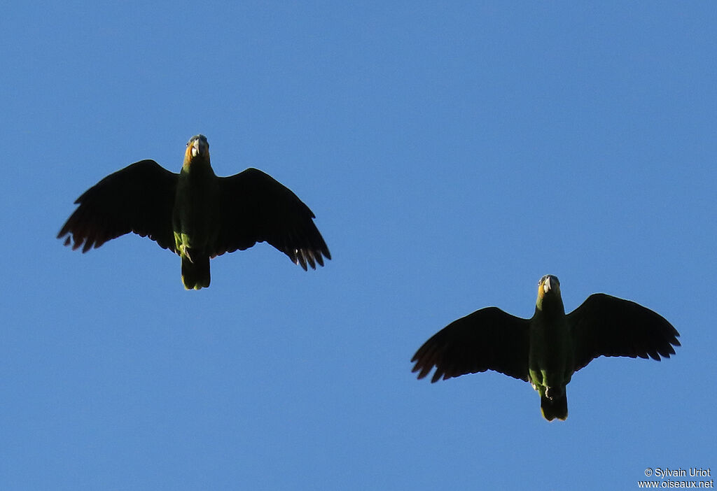 Orange-winged Amazonadult