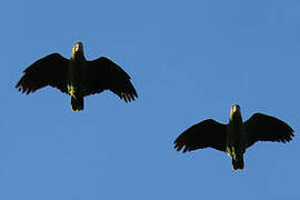 Orange-winged Amazon