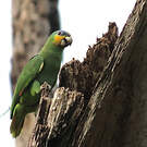 Amazone aourou