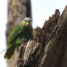 Amazone aourou