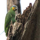 Amazone aourou