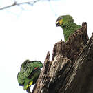 Amazone aourou