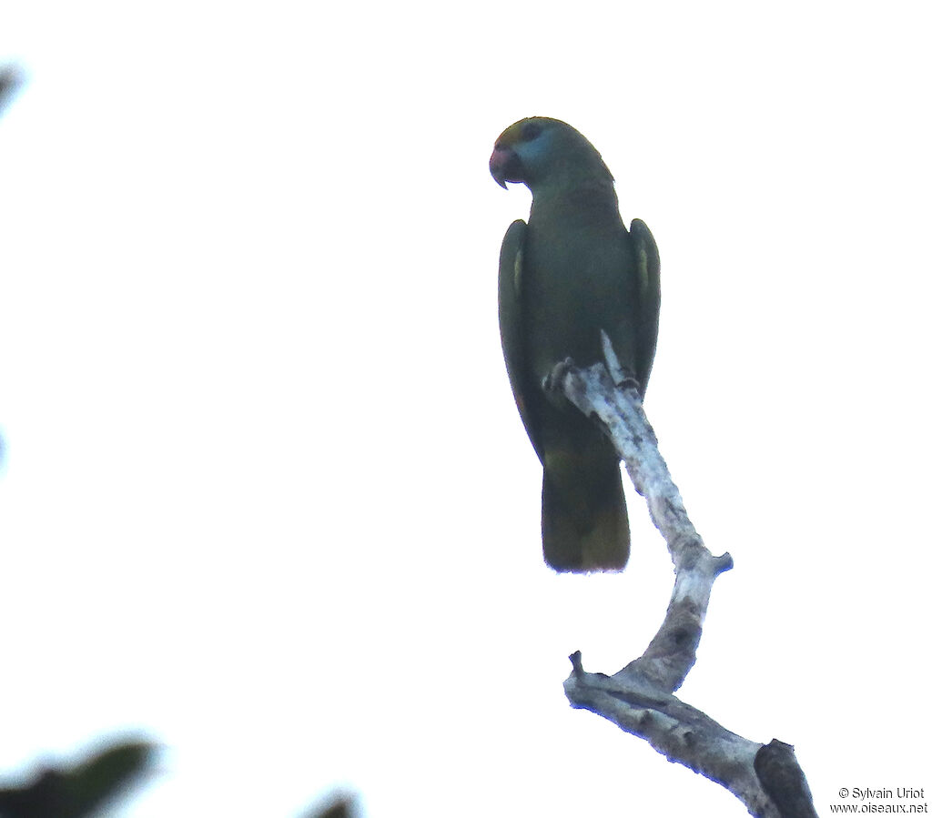 Blue-cheeked Amazonadult